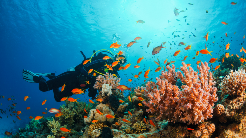 Scuba diver exploring coral reef in Amed, best places to stay in Amed Bali for snorkeling and quiet living