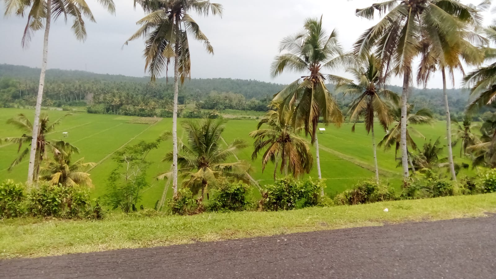 Exclusive Freehold Land Estate in Mendoyo, Bali