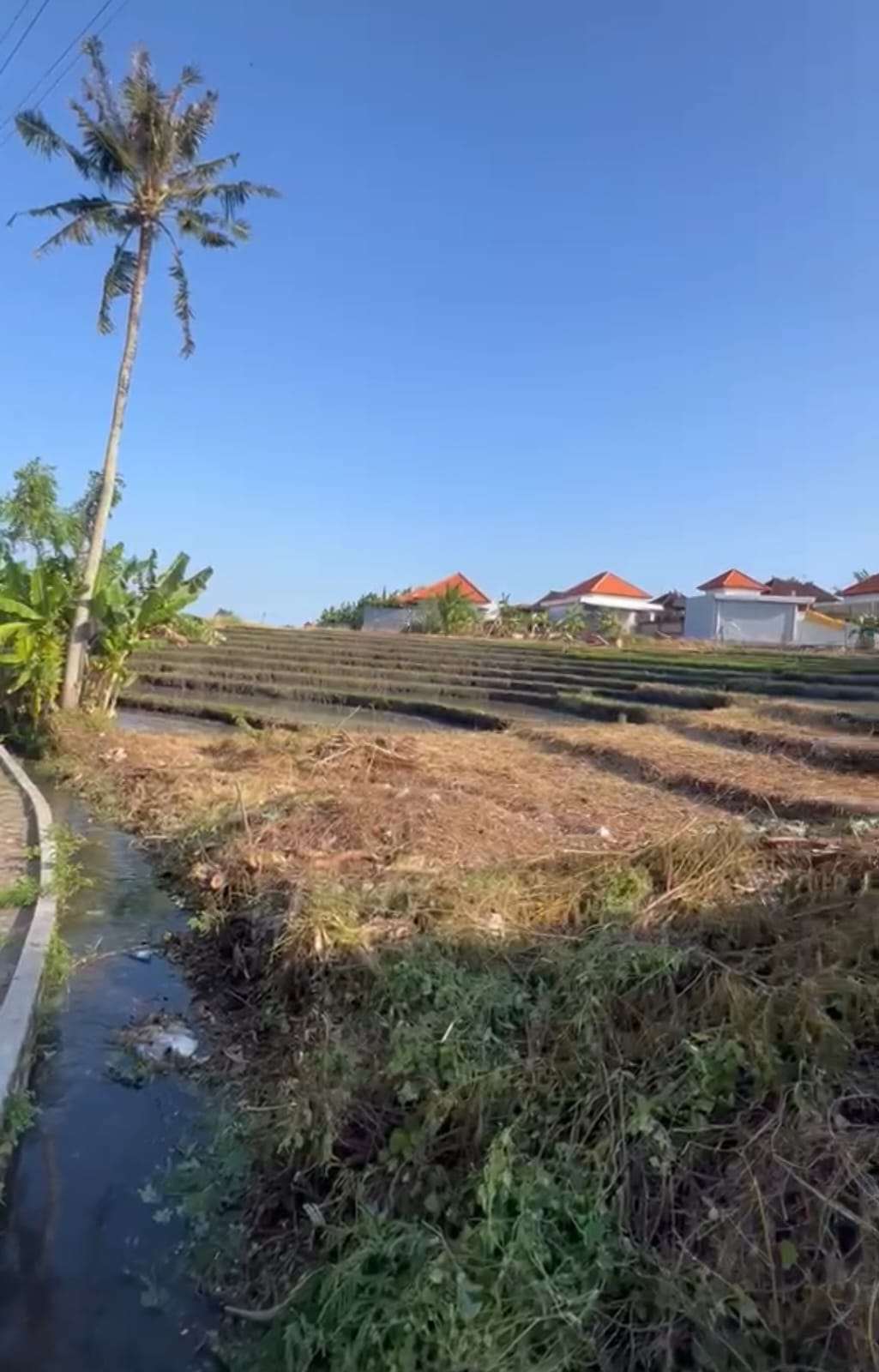 Premium Rice Field View Land for Sale | Prime Canggu Investment Opportunity